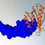 shape-complementarity-enables-precise-protein-binder-design