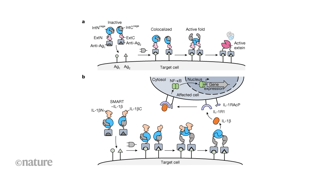 ‘smart’-tool-pieces-together-proteins-in-response-to-combinations-of-cell-surface-cues