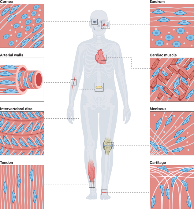 bioengineering-structural-anisotropy-in-living-tissues