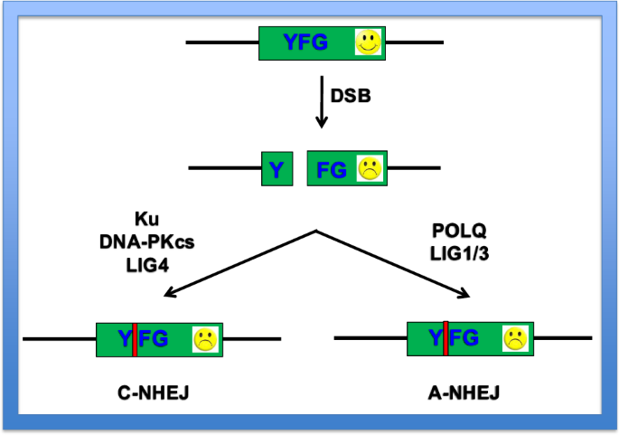 gene-editing-and-crispr-dependent-homology-mediated-end-joining