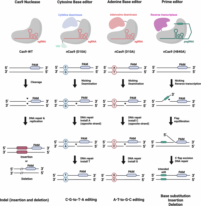 emerging-trends-in-prime-editing-for-precision-genome-editing