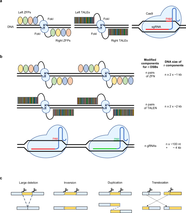 applications-of-multiplexed-crispr–cas-for-genome-engineering