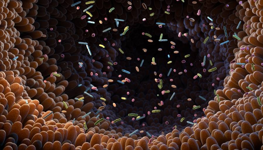 gut-bacteria-proteins-offer-clues-to-chronic-disease-therapies