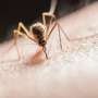 mediterranean-bacteria-may-harbor-new-mosquito-solution