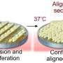 aligned-stem-cell-sheets-boost-protein-production-for-improved-tissue-repair