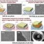 cell-sheet-production-efficiency-greatly-influenced-by-polymer-brush-lengths-and-densities