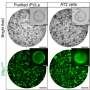 lung-cells-generated-from-mouse-fibroblasts-in-just-7-to-10-days-without-stem-cell-tech
