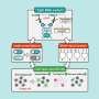 split-rna-switch-system-boosts-precision-of-cell-specific-gene-expression-control