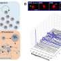 Destabilizing microtubules to boost platelet production from iPS cell-derived megakaryocytes
