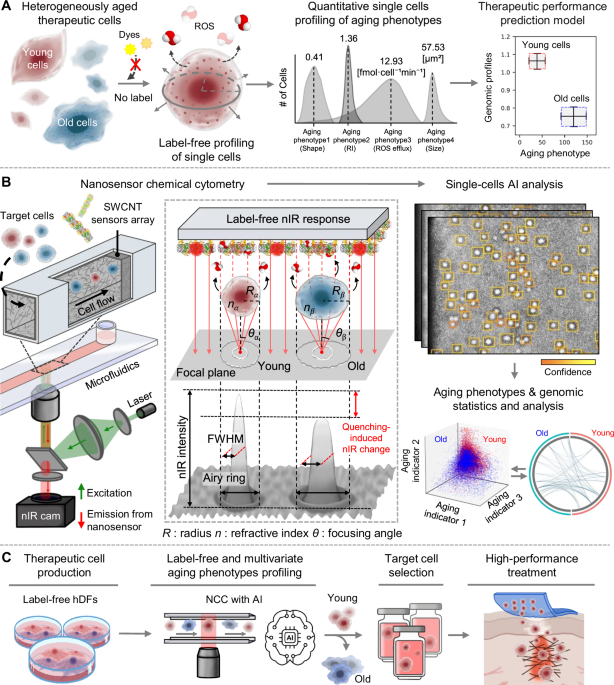 unveiling-aging-heterogeneities-in-human-dermal-fibroblasts-via-nanosensor-chemical-cytometry