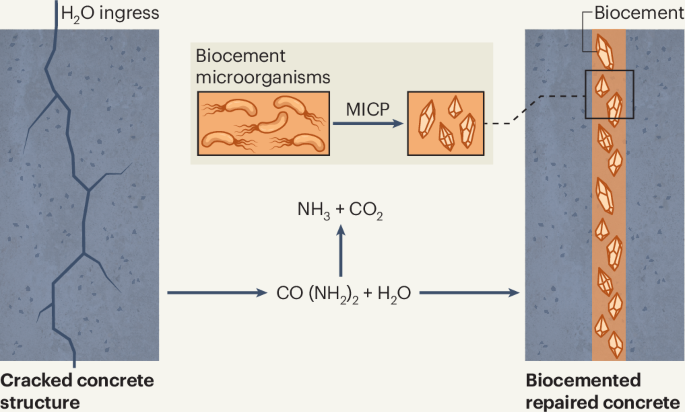 Microbial cities and the future of self-healing concrete