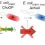 scientists-use-ai-to-create-protein-that-kills-e.-coli