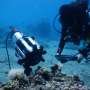diver-operated-microscope-brings-hidden-coral-biology-into-microscale-level-focus