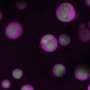 Artificial nucleolus model reveals step-by-step process of ribosome assembly