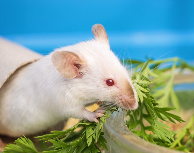obesity-reversed-in-genome-edited-mice-that-produce-their-own-glp-1