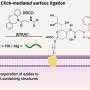 sugar-coated-‘sticky’-stem-cells-could-unlock-surgery-free-liver-treatments