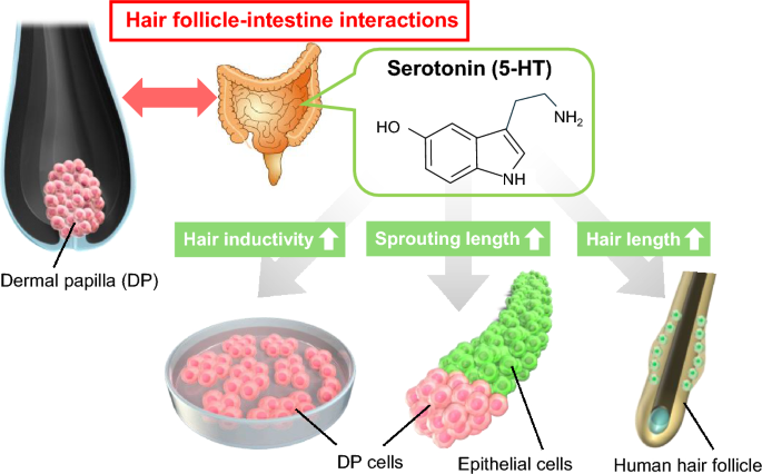 serotonin-activates-dermal-papilla-cells-and-promotes-hair-growth