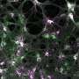 scientists-develop-novel-recording-tool-to-monitor-protein-kinase-activities-in-living-cells