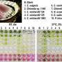algae-unlock-a-cheaper,-greener-and-more-ethical-way-to-grow-cells