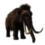 Why are we so obsessed with bringing back the wooly mammoth?