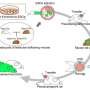 mouse-hosts-produce-functional-rat-sperm,-opening-new-doors-for-genetic-research