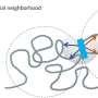 cutting-to-the-core-of-how-3d-structure-shapes-gene-activity