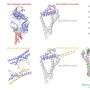 new-ai-tool-models-protein-dynamics,-aiding-drug-discovery-and-protein-research