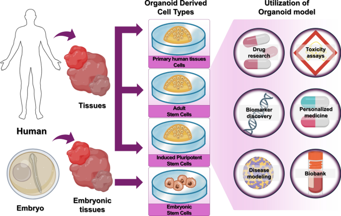 applications-and-research-trends-in-organoid-based-infectious-disease-models