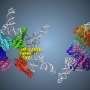 uncovering-the-mechanism-behind-dual-end-cleavage-in-transfer-rnas