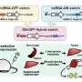 integrating-on-off-switches-for-targeted-mrna-therapeutics