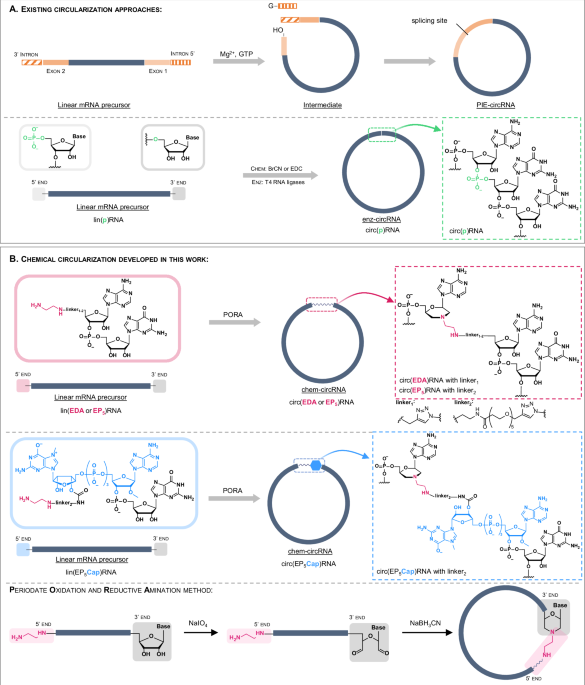 chemical-circularization-of-in-vitro-transcribed-rna-for-exploring-circular-mrna-design