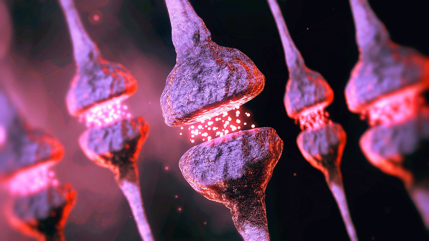 synaptic-plasticity-regulated-by-protein-modifications-offer-path-for-brain-therapeutics