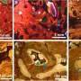 Synchrotron X-rays reveal how T. rex bones may have healed after injuries