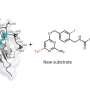 faster-and-brighter-protein-labeling-with-new-tool-snap-tag2