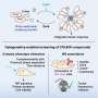 optogenetic-screening-platform-for-drug-discovery-introduced