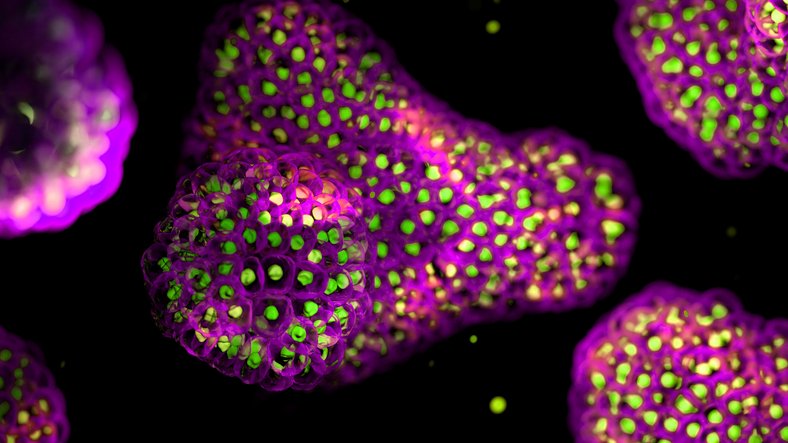 recent-nam-guidelines-provide-much-needed-step-toward-a-more-productive-biotechnology-industry