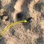 Study reveals world’s largest turtle nesting site thanks to smarter drone surveys
