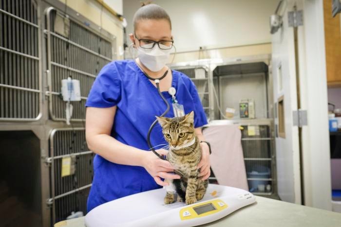 cell-therapy-in-cats-sheds-clues-on-long-covid