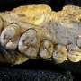 scientists-could-be-accidentally-damaging-fossils-with-a-method-we-thought-was-safe