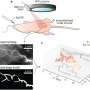 scientists-pioneer-3d-temperature-mapping-inside-living-tissue-using-light-and-ai