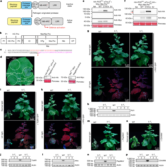 remodelling-autoactive-nlrs-for-broad-spectrum-immunity-in-plants