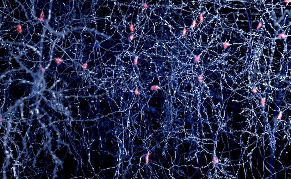new-voltage-sensing-technology-images-brain-activity-to-understand-disease