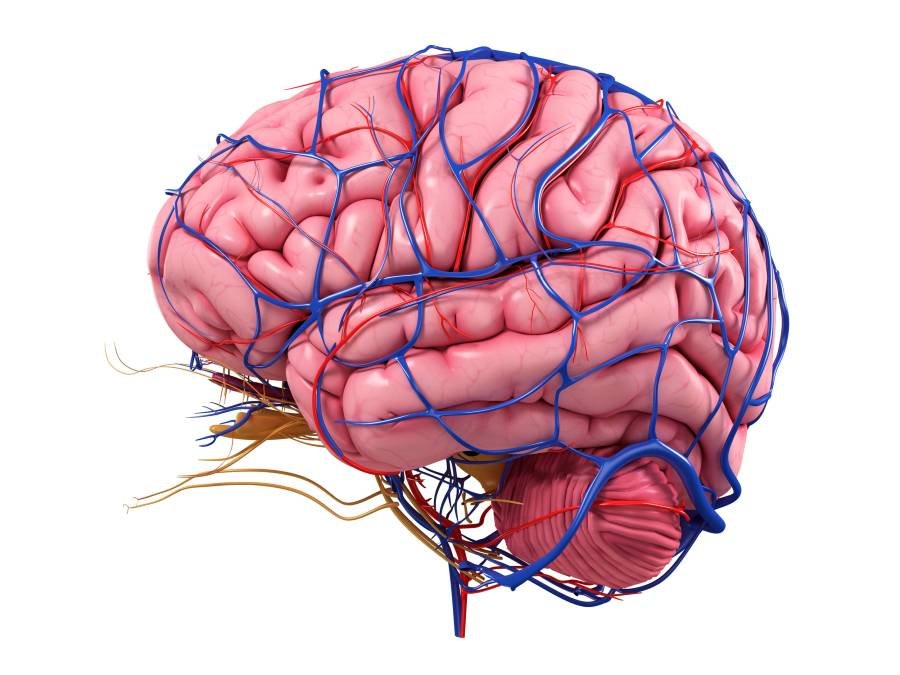 brain’s-blood-flow-pathway-to-active-regions-mapped-in-mice