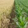 biologicals-vs.-biostimulants:-study-clarifies-crop-input-confusion