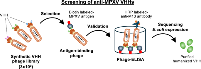 bivalent-single-domain-antibodies-show-potent-mpox-virus-neutralization-through-m1r-antigen