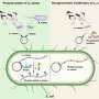 real-milk-proteins,-no-cows:-engineered-bacteria-pave-the-way-for-vegan-cheese-and-yogurt
