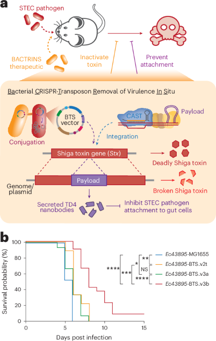 a-live,-programmable-microbiota-therapeutic-disables-virulence-in-gut-pathogens