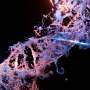 prime-editing-repairs-five-genetic-mutations-to-treat-rare-brain-disorder-in-mice
