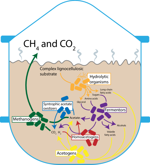 microbial-consortia-for-the-conversion-of-biomass-into-fuels-and-chemicals