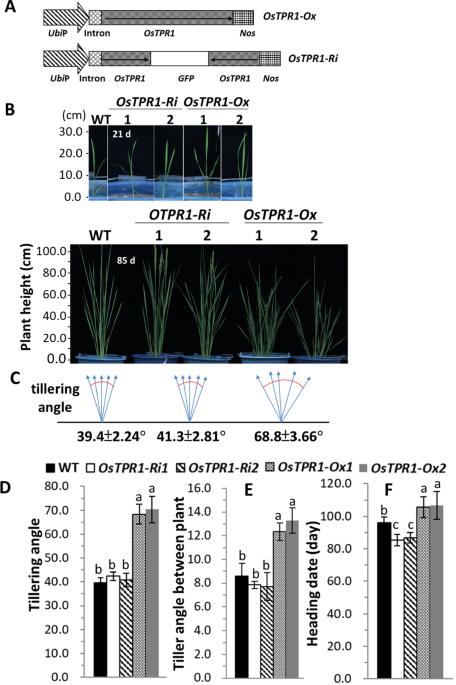 transcriptional-corepressor-ostpr1-regulates-tillering-and-lateral-root-development-in-rice
